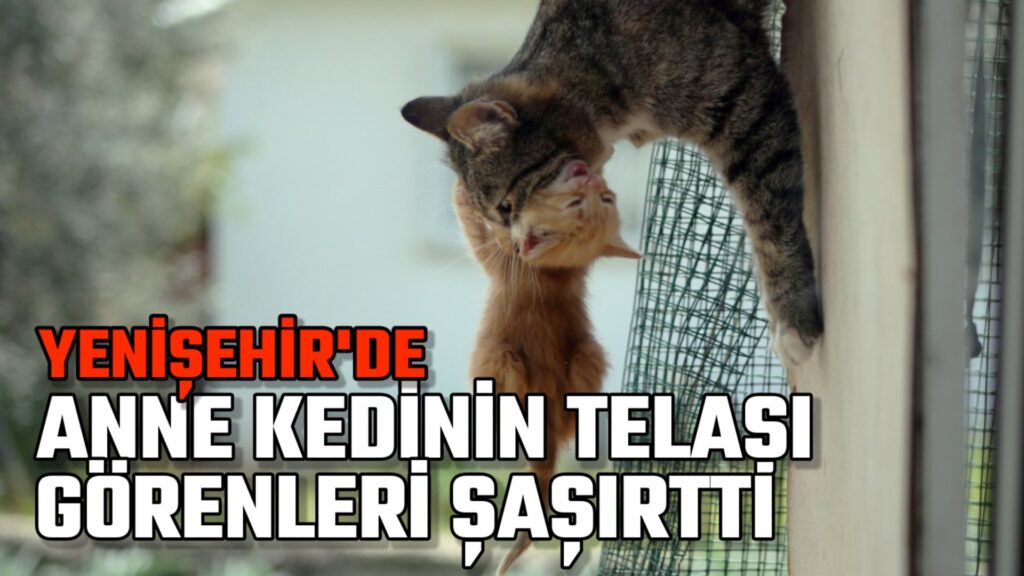 Kedi ailesinin taşınma telâşı
