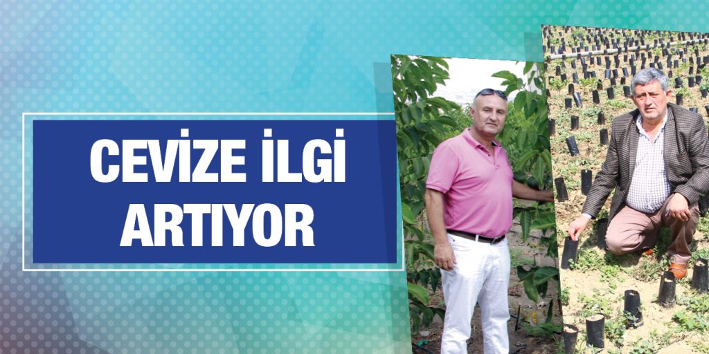 Yenişehir’de ceviz bahçeleri genişliyor